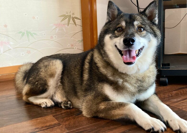 穏やかで甘えん坊、少し怖がりだという