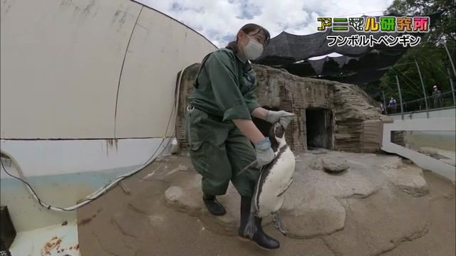 暴れるペンギンを連れて獣医師のもとへ