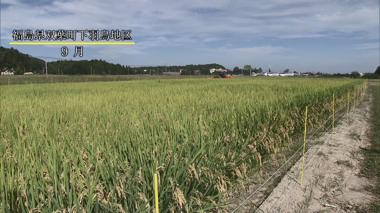 双葉町に実った稲穂