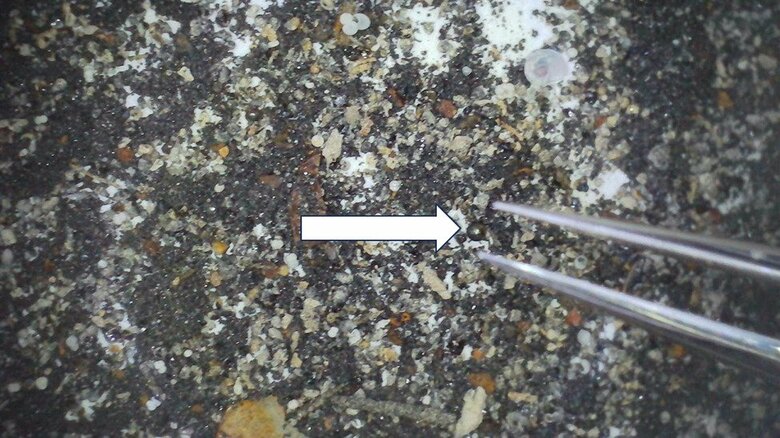 太平洋の海底から貝殻などに混じったIM1の破片を回収する様子