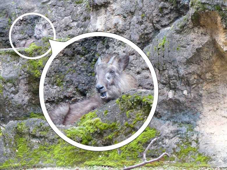 提供:(公財)東京動物園協会