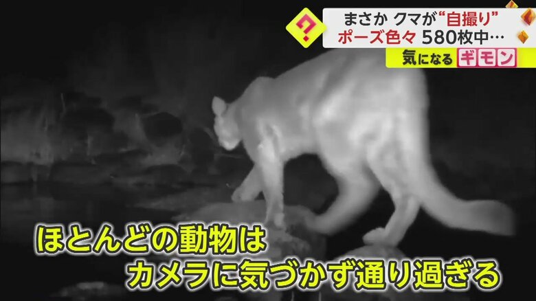 カメラに気づかず通り過ぎるほかの野生動物ら