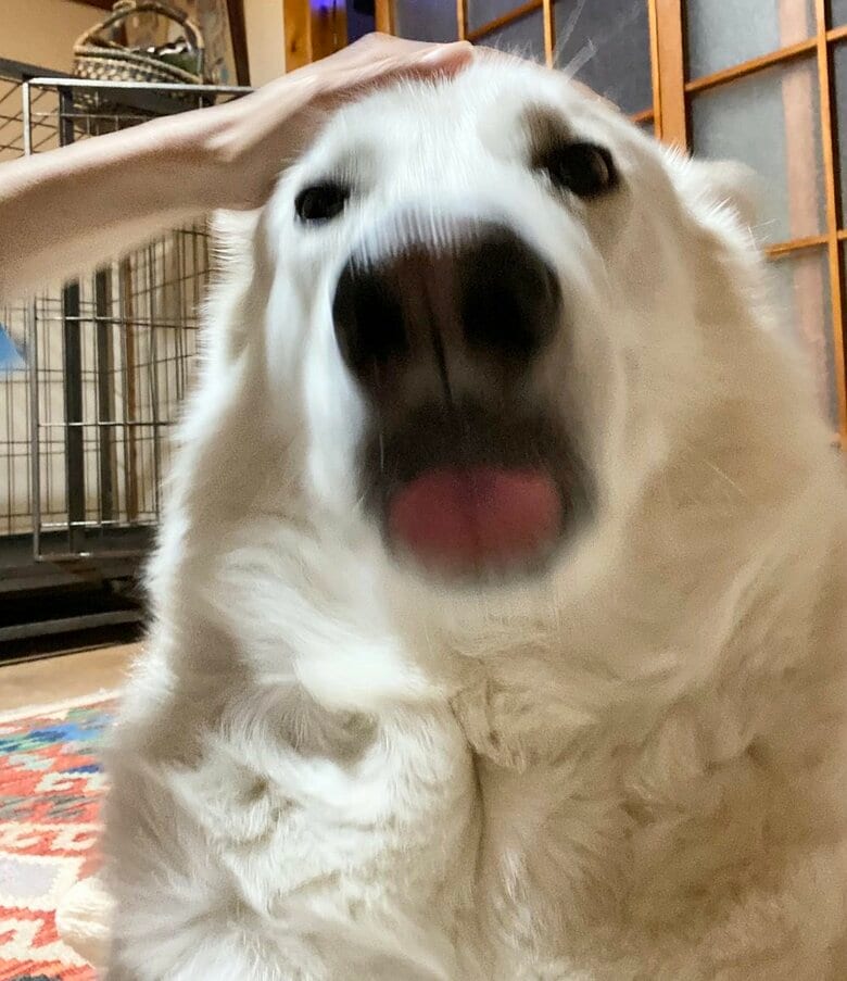 真正面からだとシロクマに…