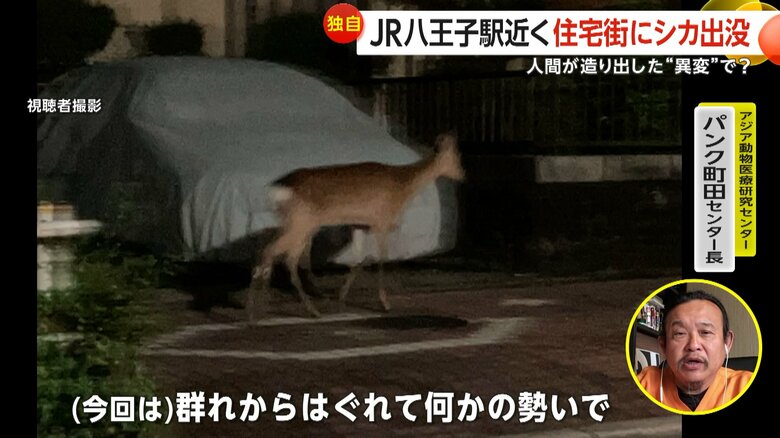 住宅街の道路を歩くシカの写真