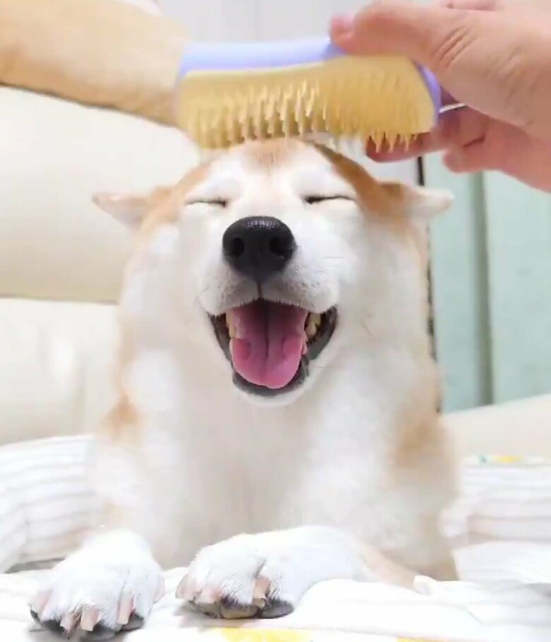 提供：柴犬チャーミーさん