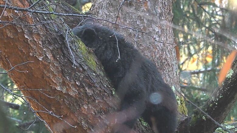 木に登るクマ（11月10日、大町市）