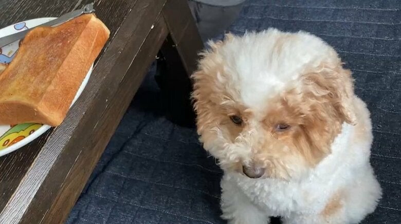 飼い主さんの朝食の横にお座りするハチミツくん
