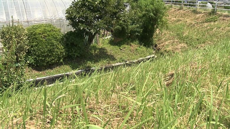 男性が倒れていた土手