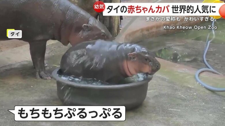 世界中でイラストが描かれるなど、大人気のムーデン