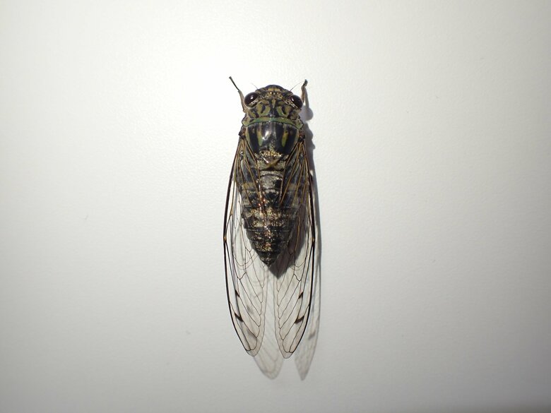 ツクツクボウシのオスの標本【(C)Takeru KODAMA】