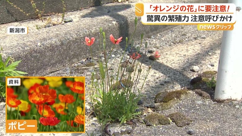 各地で注意が呼びかけられている外来植物「ナガミヒナゲシ」