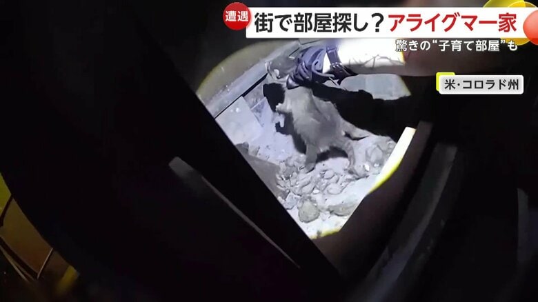 家の「ストーブの中」を住処にしていたアライグマの子ども
