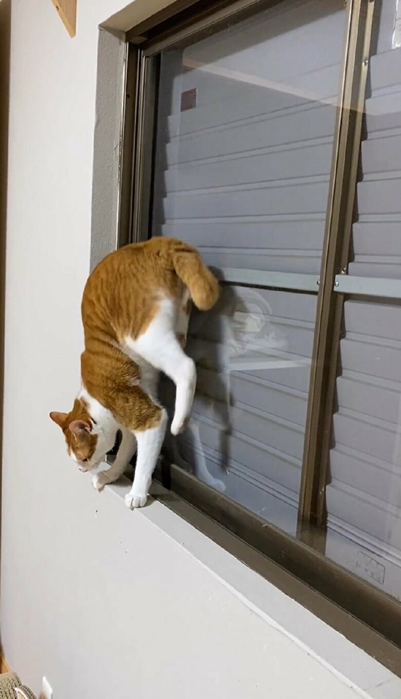 前足のモゾモゾが止まると、後ろ足を一気に持ち上げた