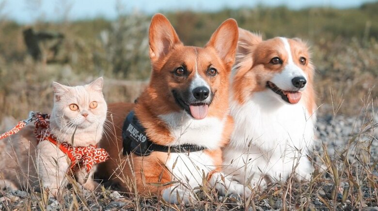 左から順に、ととろちゃん、ちいくん、むうちゃん（提供：ちい むう ととろさん）