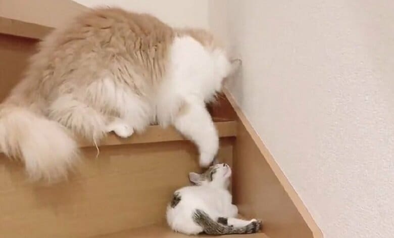 控えめな猫パンチを繰り出すまゆちゃん