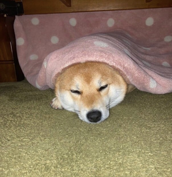 提供：shiba_mugi_さん