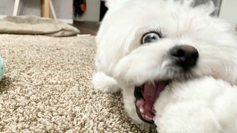 遊んでいるときも目力がすごい