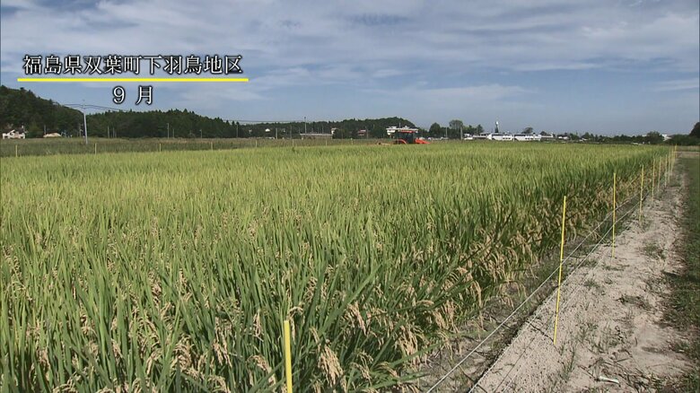 双葉町に実った稲穂
