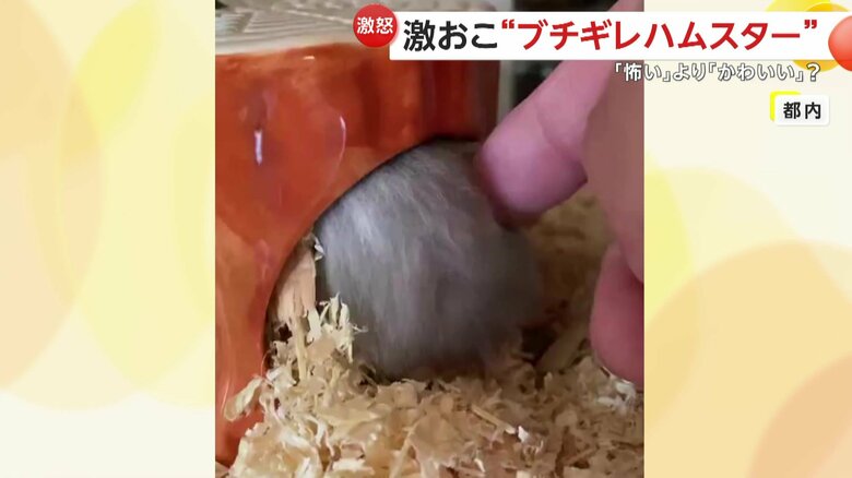 「何しているのかなってちょんちょんって」触ってしまったと話す飼い主