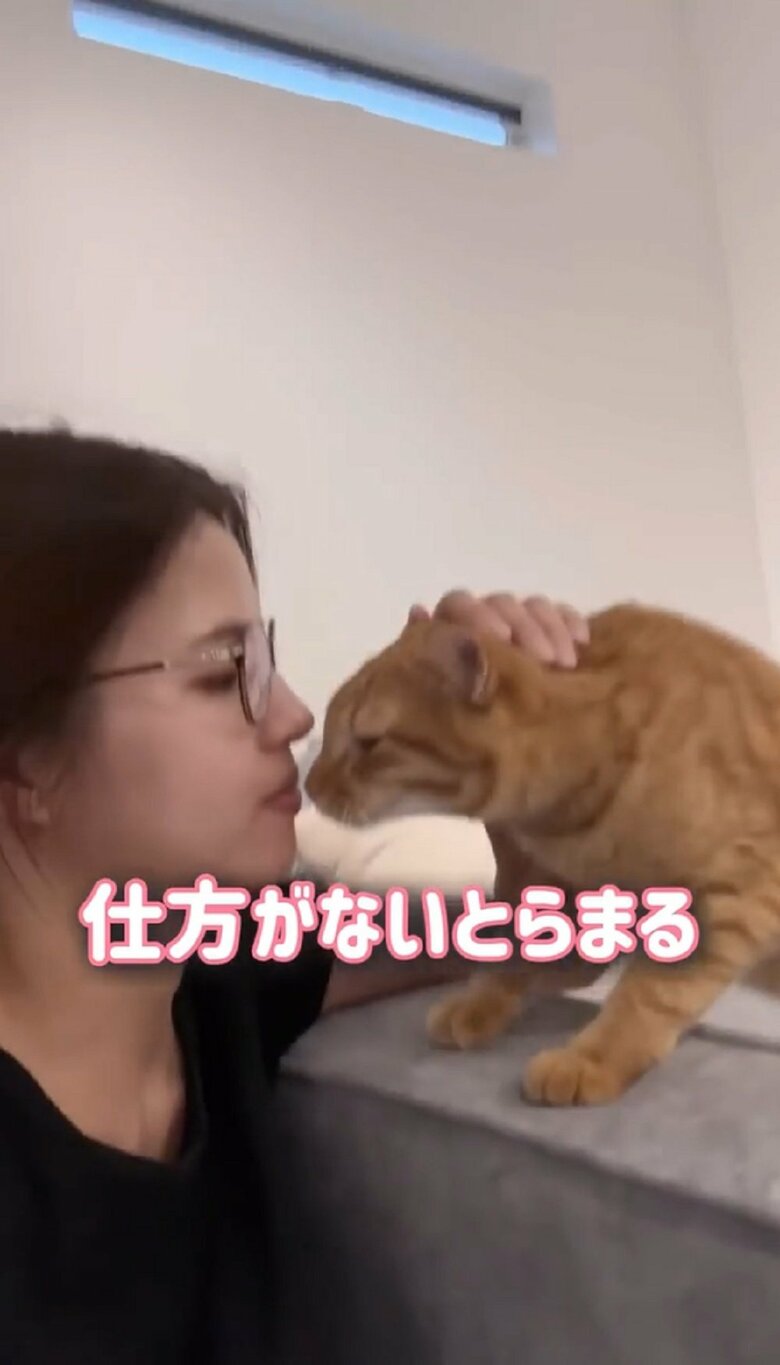 仕方がないとらまるくん