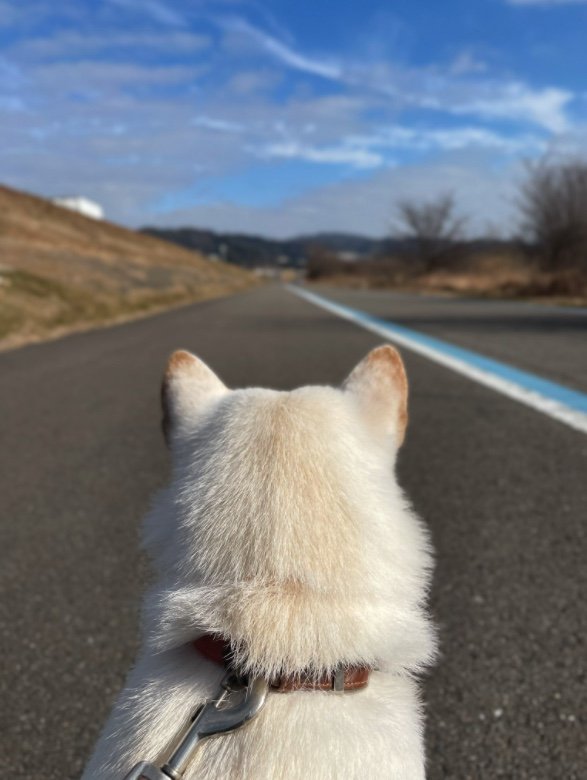 さくらちゃん（提供：連呼 cubnushi all-starさん）