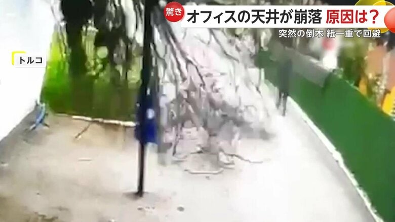 強い風にあおられ折れ、男性に向かって倒れてきた木
