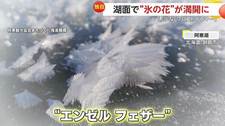 羽根のような形から「エンゼルフェザー」と呼ばれる霜（映像提供：阿寒観光協会まちづくり推進機構）