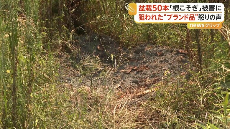 盆栽が盗まれた跡