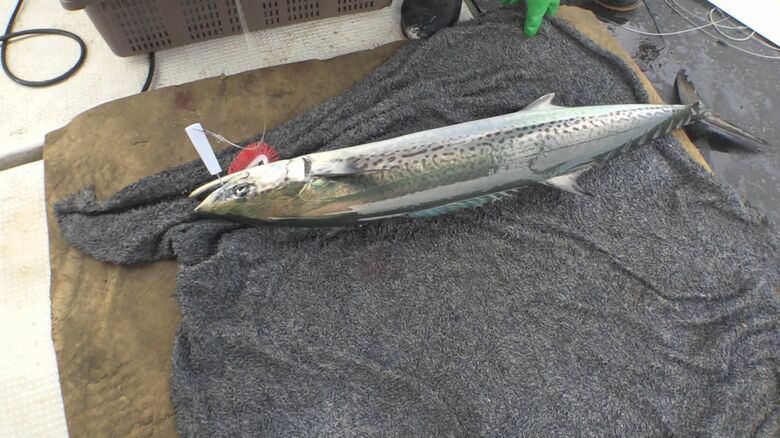 ついに大ぶりのサワラが釣れた！