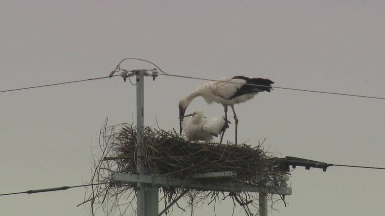 電柱の巣で生まれたコウノトリと親鳥（2024年春）