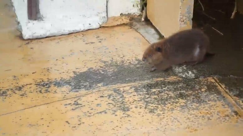 画像提供：甲府市遊亀公園附属動物園