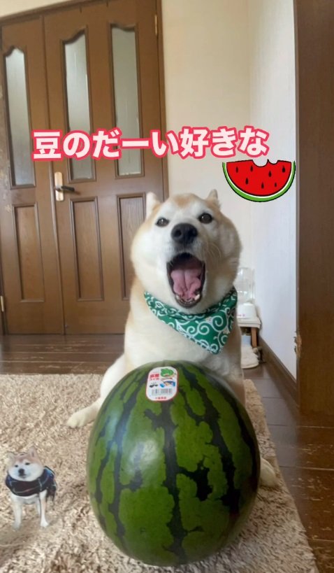 スイカを前にワクワク顔