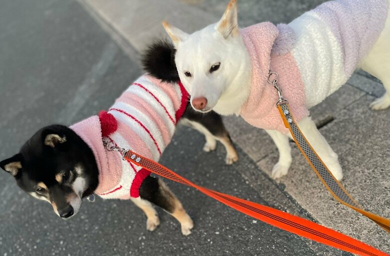 提供：柴犬のくぅとそらさん