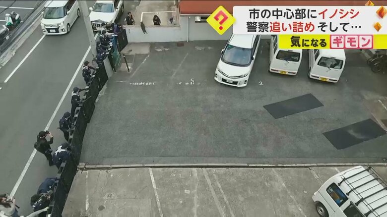 追い詰められたイノシシが壁をジャンプで飛び越え逃走する瞬間④