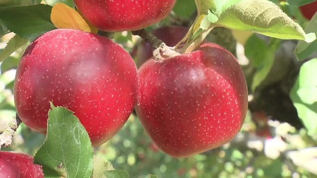 県オリジナル品種・べにこはく