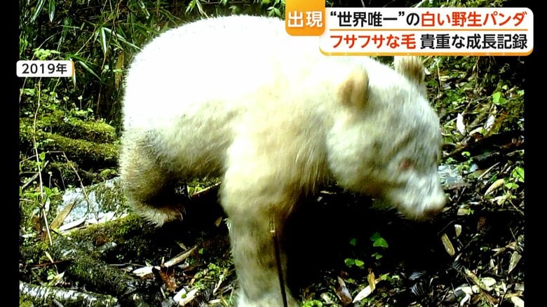 2019年に確認された白いパンダ