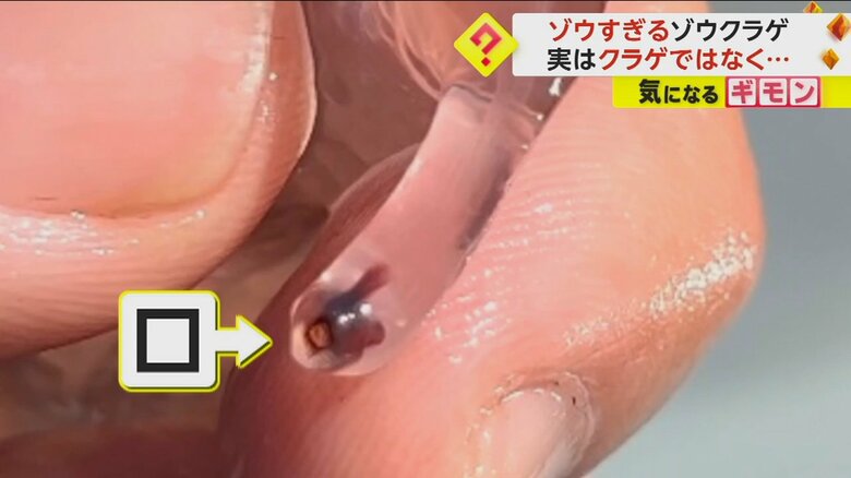 ゾウの鼻のように長く伸びた先にあるゾウクラゲの口