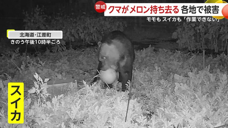 スイカをくわえたクマ（17日、北海道・江差町）