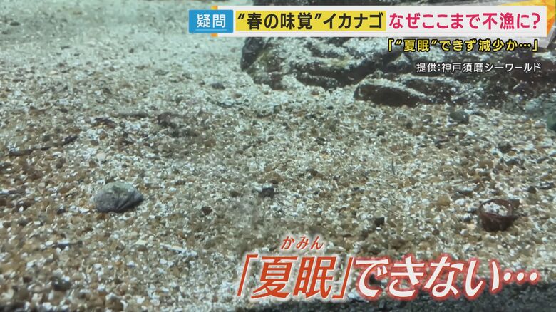 「夏眠」できずに消えるイカナゴ