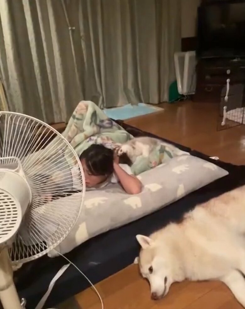 飼い主の髪をかむイチくん（提供：ココとイチのままちゃん）