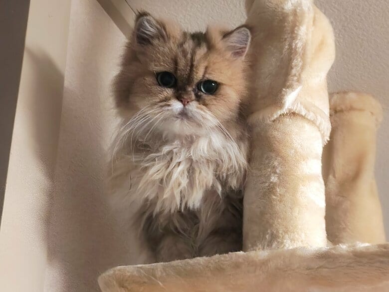 キャットタワーに乗るチヂミちゃん
