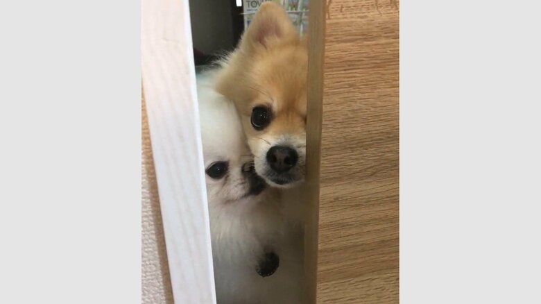 部屋の入口で、にんじゃくんが登場！しんくんの表情は一変