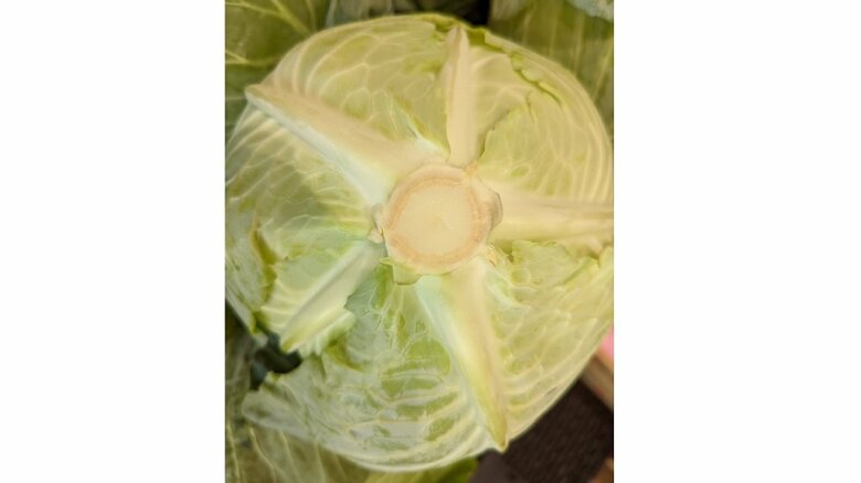 裏側の五本の筋が均等になっているものはおいしい証（提供：青髪のテツさん）