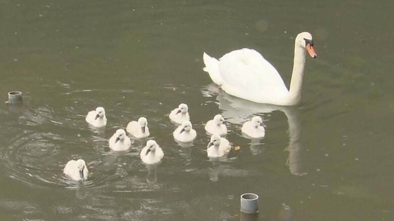 お母さんハクチョウと池を泳ぐ