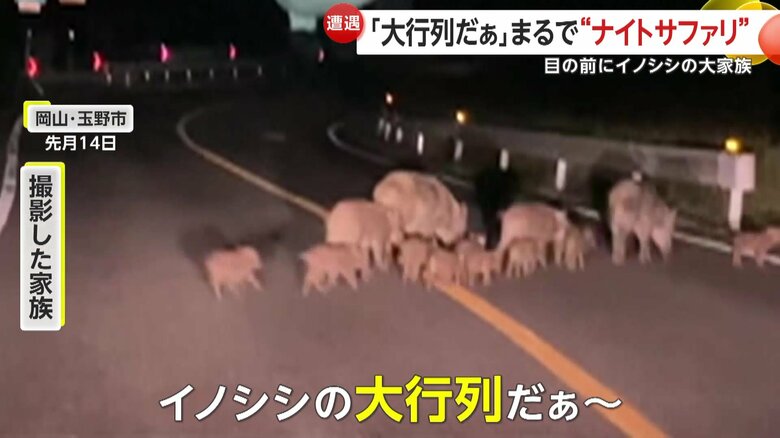 なんと17頭にもおよんだ大家族のイノシシ