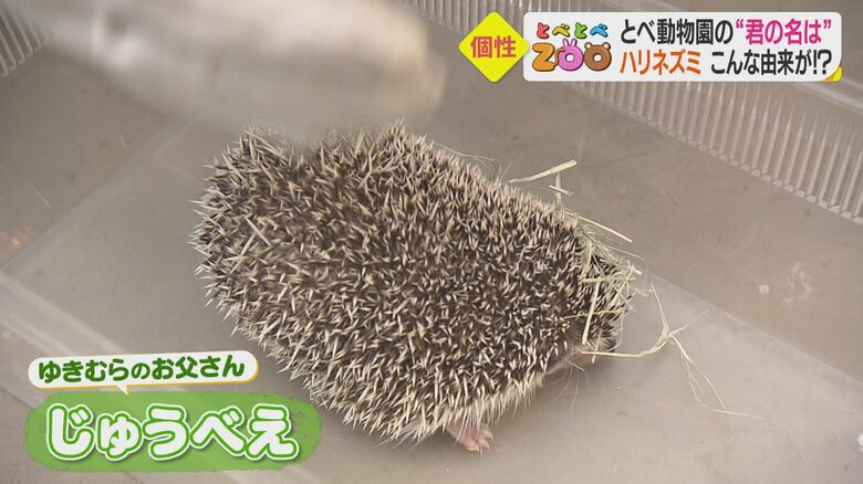 手を差し出すと上に乗ってくれることもあるという