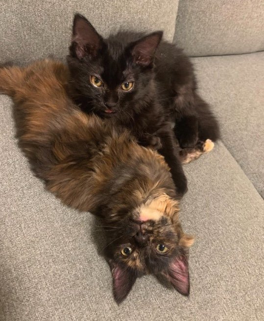 左：イナちゃん　右：タマちゃん（提供：イナタマグラムさん）