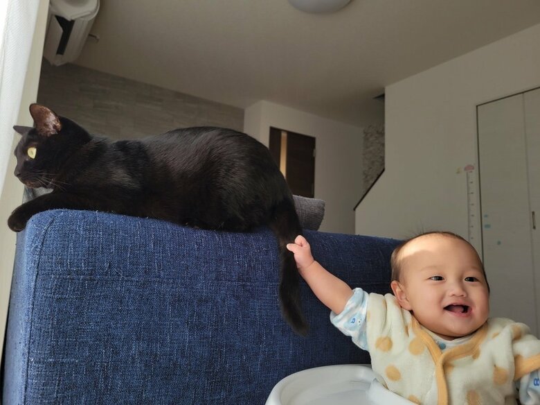 提供：仔猫を拾ったので