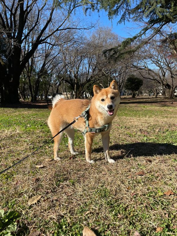 提供：kurararara4466さん