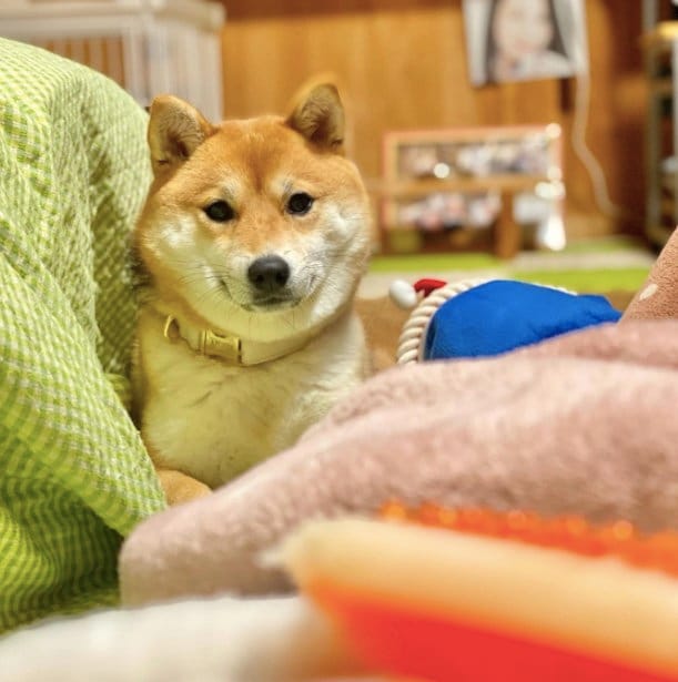 提供：shiba_mugi_さん